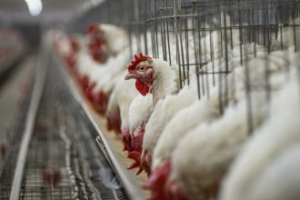 آنفلوانزای پرندگان