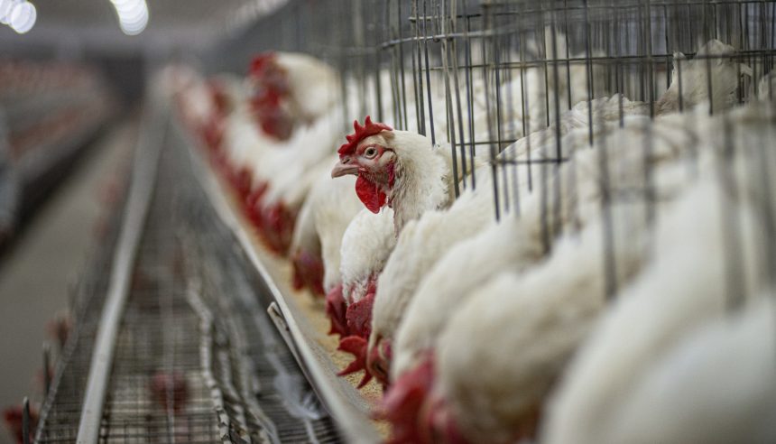 آنفلوانزای پرندگان